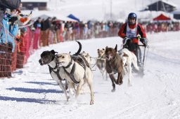 Lenk 2013